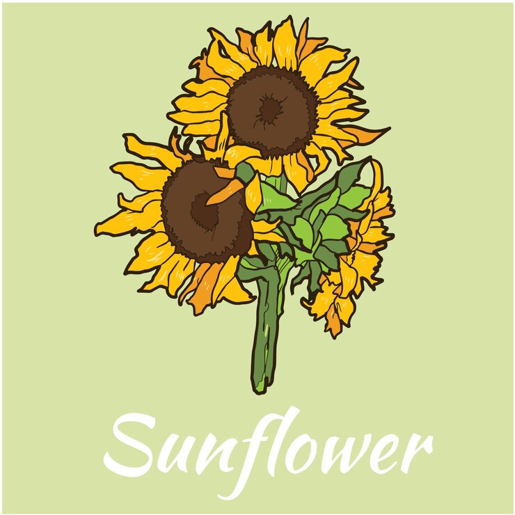 Girasol Flor Vector Ilustración Color