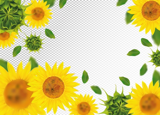 Girasol con hoja verde. Hermoso espacio de girasol.