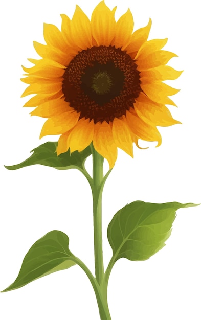 Girasol con hojas detallada hermosa ilustración vectorial dibujada a mano