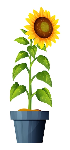 Vector girasol en maceta ilustración vectorial aislado en blanco