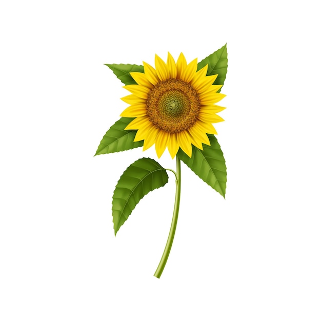 Girasol realista aislado vector 3d brillante y audaz planta de jardín se alza con pétalos amarillos vibrantes que irradian calidez y alegría Símbolo de verano y felicidad fuente de aceite vegetal natural