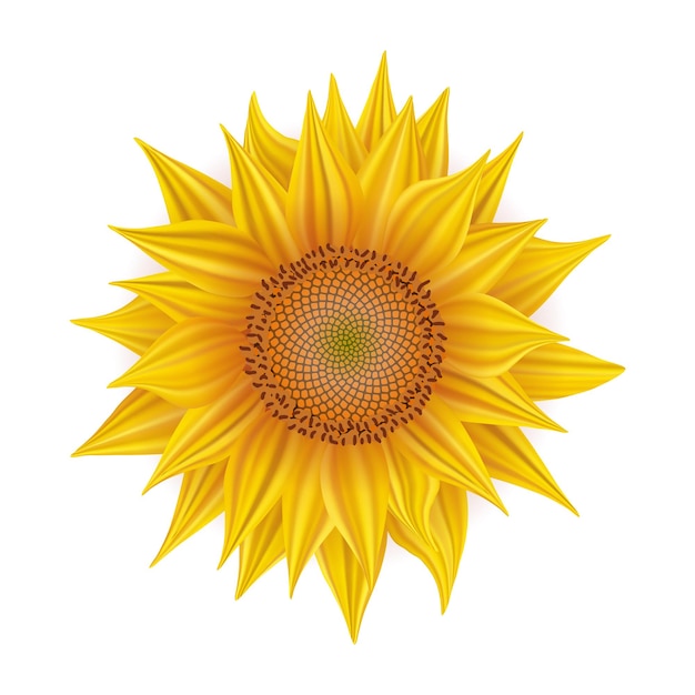 Vector girasol sobre fondo blanco, flor amarilla sobre fondo blanco, ilustración vectorial