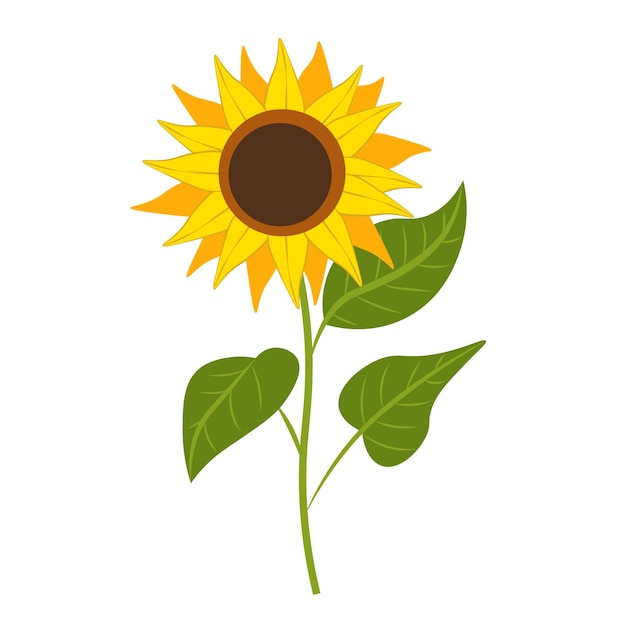 Girasol sobre fondo blanco Vector