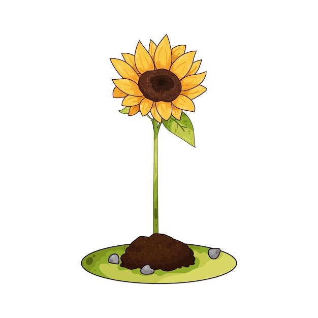 Girasol y sus derivados