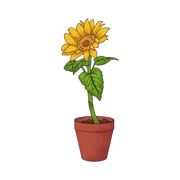 Girasol