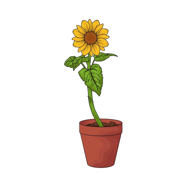 Girasol