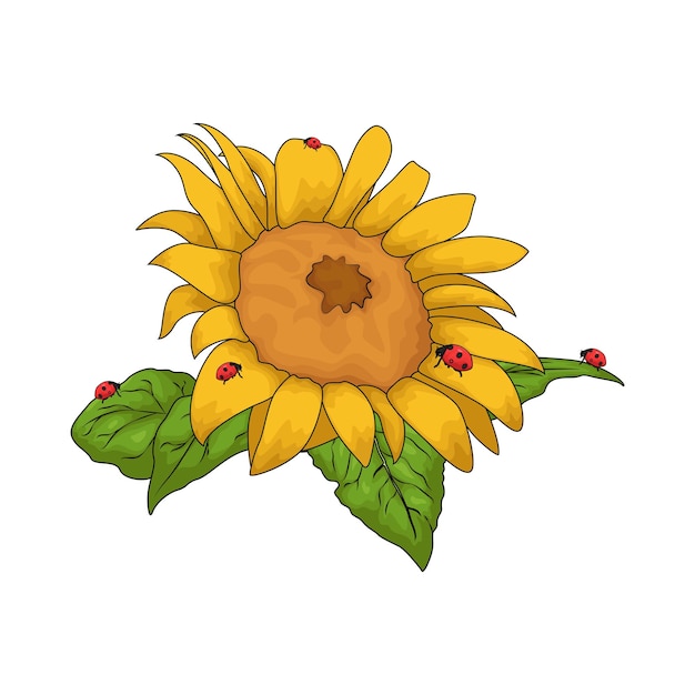 Girasol