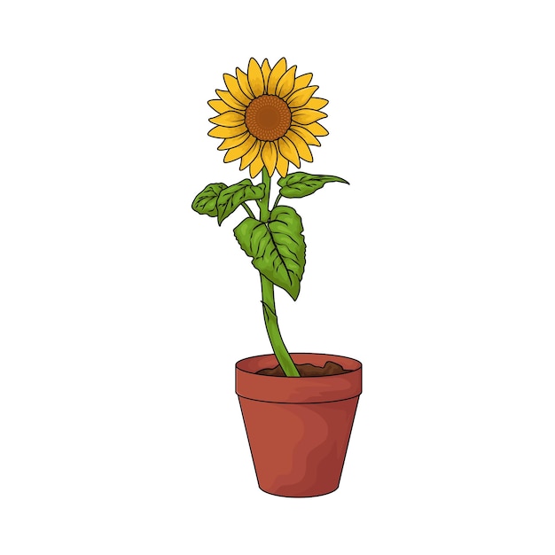Girasol