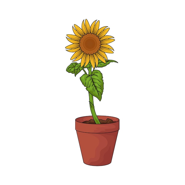 Girasol