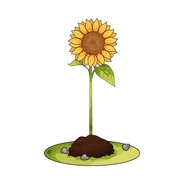 Girasol