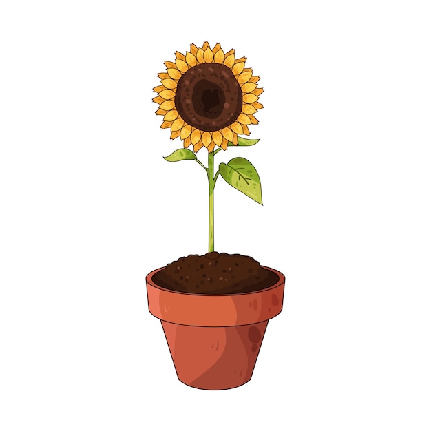 Girasol