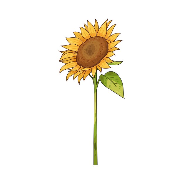 Girasol