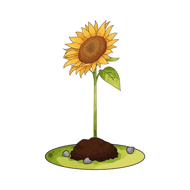 Girasol