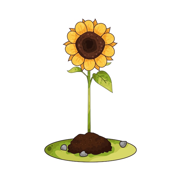 Girasol
