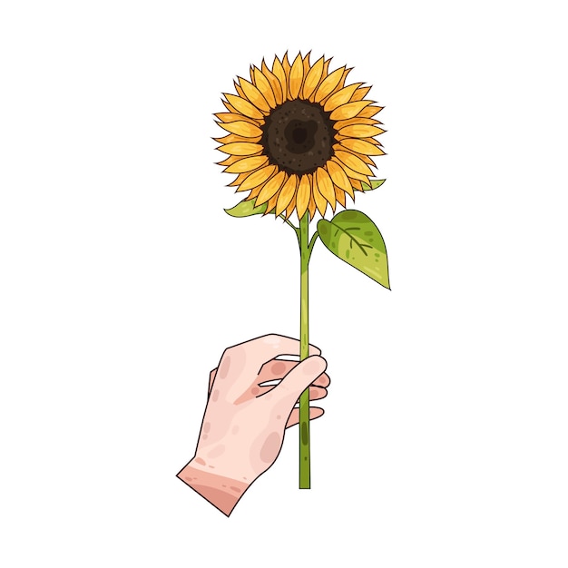 Girasol