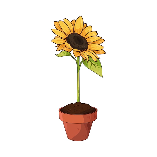 Girasol
