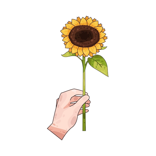 Girasol