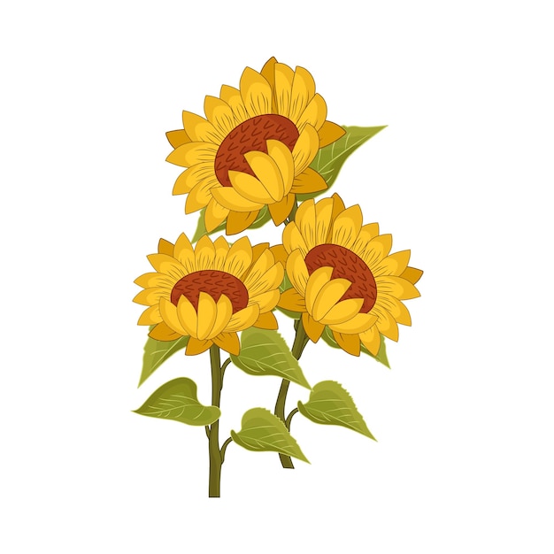 Girasol