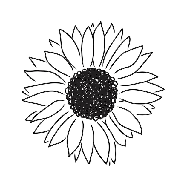 Girasoles Bocetos dibujados a mano de girasoles. vector de girasol