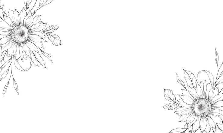 Vector girasoles dibujo de línea lápiz ilustración de girasoles dibujado a mano fondo de girasolas monocromático