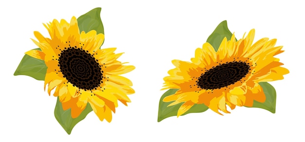 Girasoles Flores vectoriales aisladas sobre fondo blanco Flor soleada brillante para decoración