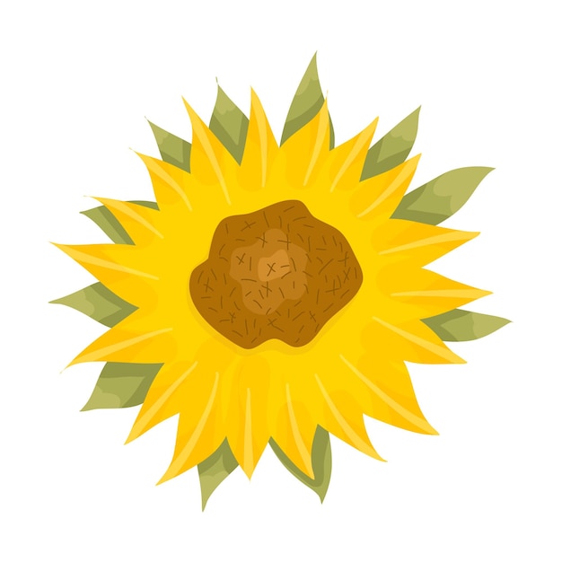 Girasoles y hojas sobre un fondo blanco Flores amarillas redondas de verano en estilo de dibujos animados con hoja Ilustración de vector botánico