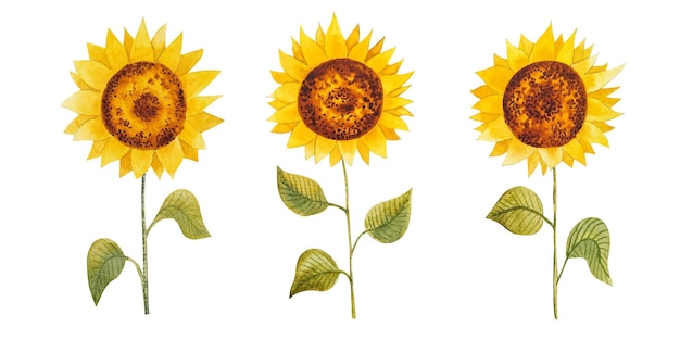 Girasoles simples de dibujos animados acuarela aislados