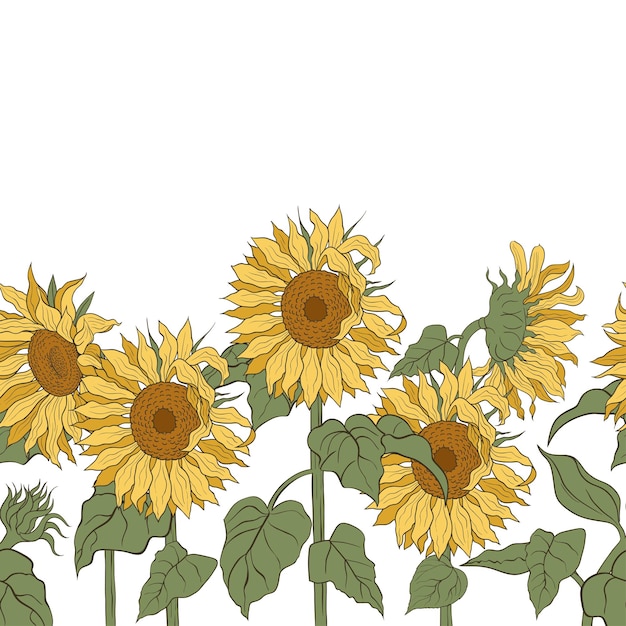 Girasoles Vector borde horizontal de patrones sin fisuras Girasoles dibujados a mano sobre un fondo blanco
