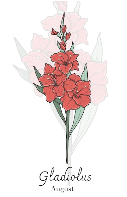 Gladiolus Line Art Gladiolus flor vector Ilustración Agosto Mes de nacimiento Flor Gladiolus