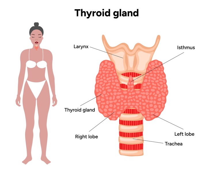 Vector glándula tiroidea anatomía médica y hormonas medicina y diagrama