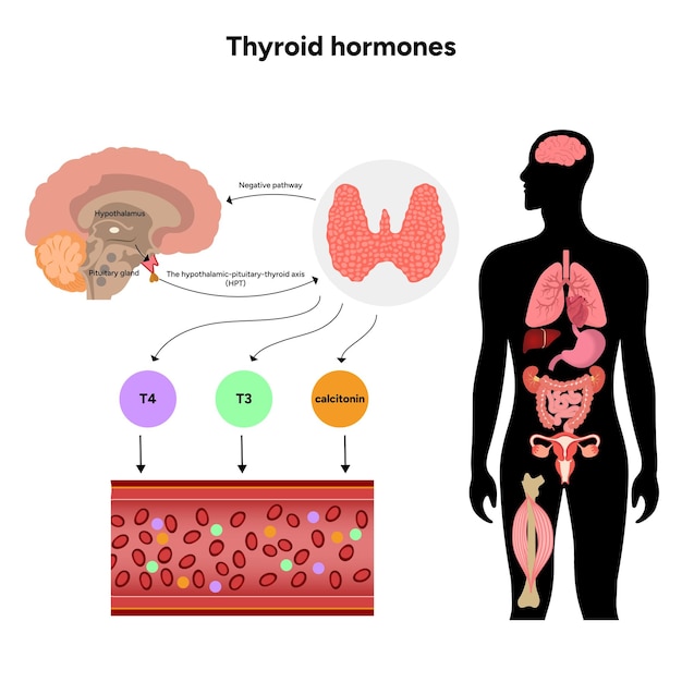 Glándula tiroidea Funciones anatómicas médicas y hormonas Medicina y diagrama