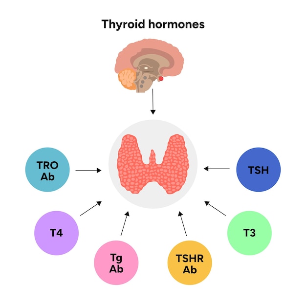 Glándula tiroidea Funciones anatómicas médicas y hormonas Medicina y diagrama