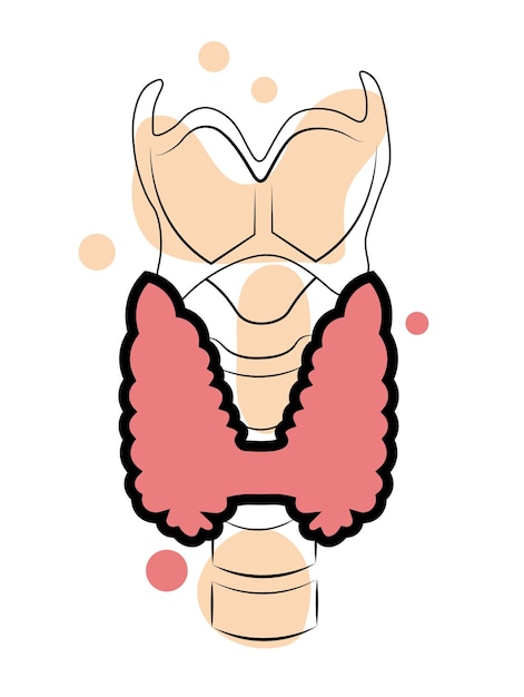 Glándula tiroides sobre un fondo blanco Anatomía