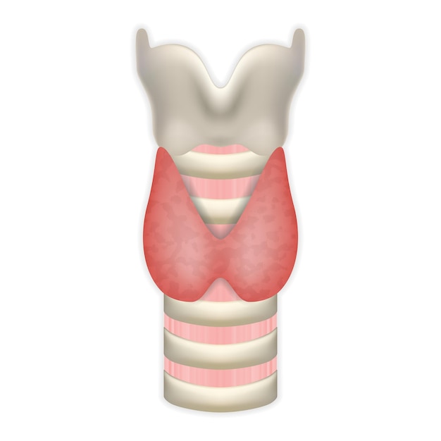 Glándula tiroides con tráquea y laringe Símbolo médico del sistema de endocrinología o secreción hormonal