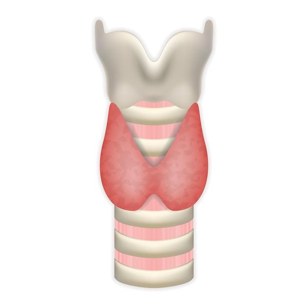 Glándula tiroides con tráquea y laringe símbolo médico del sistema de endocrinología o secreción hormonal