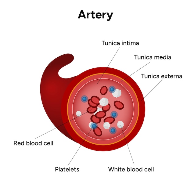 Los glóbulos rojos, las plaquetas, los glóbulos blancos, la anatomía de las arterias