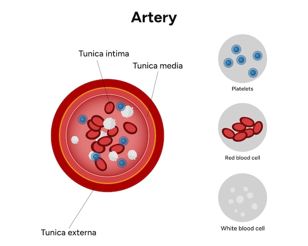 Los glóbulos rojos, las plaquetas, los glóbulos blancos, la anatomía de las arterias