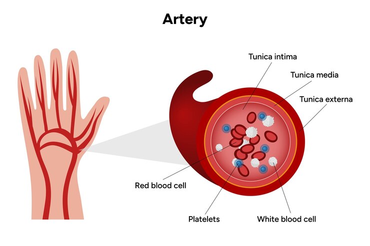 Vector los glóbulos rojos, las plaquetas, los glóbulos blancos, la anatomía de las arterias