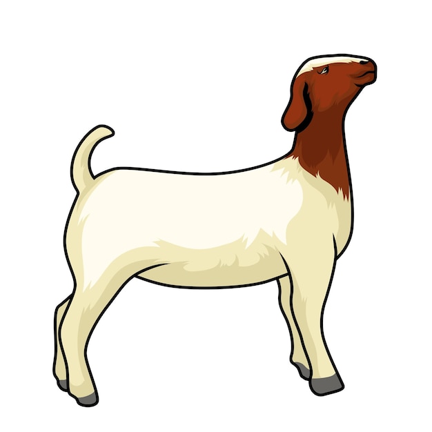 Goat Boer Stand Tall para el juez del espectáculo de ganado