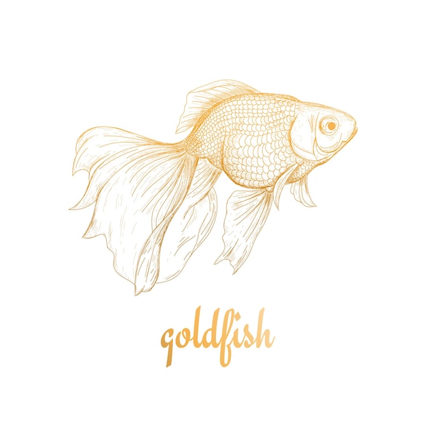 Goldfish ilustración dibujo boceto dibujo a mano Goldfish