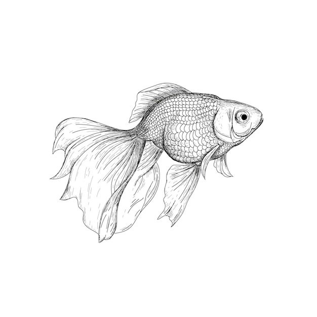 Goldfish ilustración dibujo grabado tinta línea arte vector Fish sketch dibujo a mano Goldfish