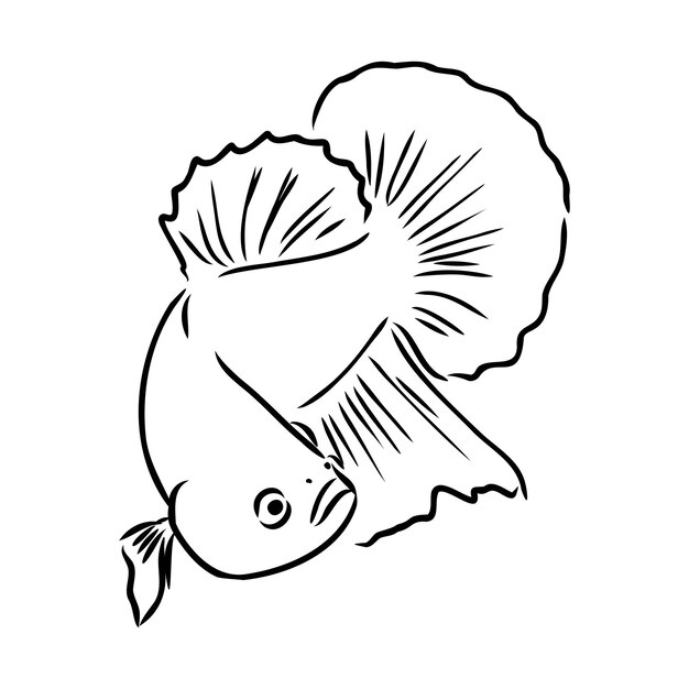 Goldfish mano dibujo ilustración vectorial aislado sobre fondo blanco vector de peces de acuario