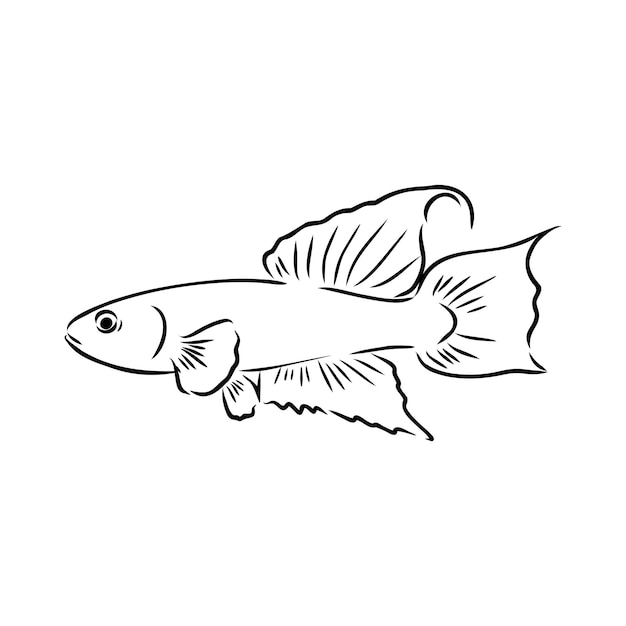 Goldfish mano dibujo ilustración vectorial aislado sobre fondo blanco vector de peces de acuario