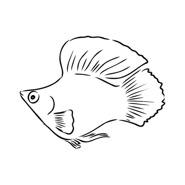 Goldfish mano dibujo ilustración vectorial aislado sobre fondo blanco vector de peces de acuario