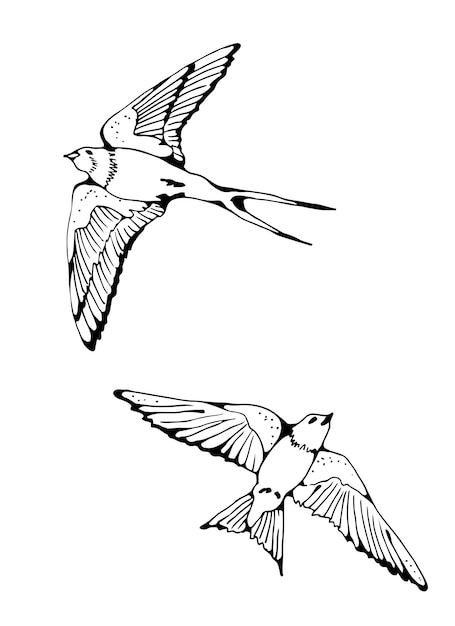 Vector golondrina y conjunto de vectores de aves house martin