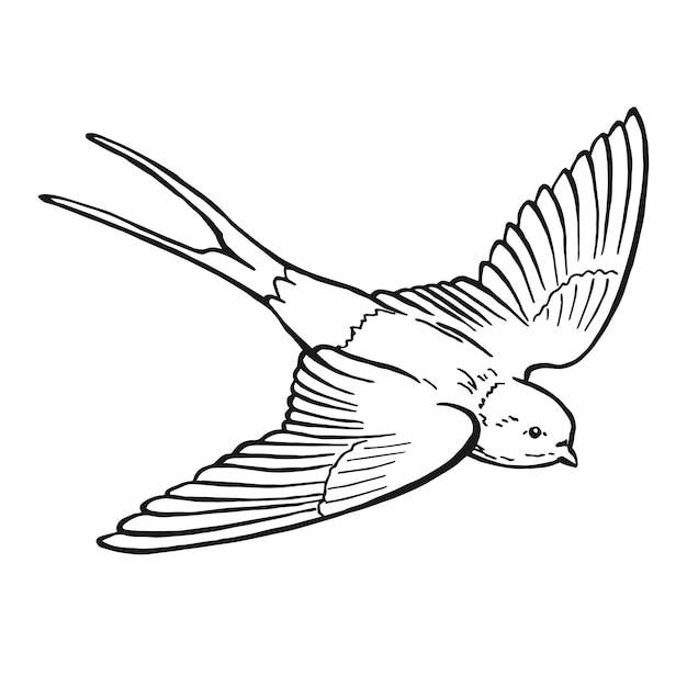 Vector golondrina voladora ilustración dibujada a mano convertida en vector