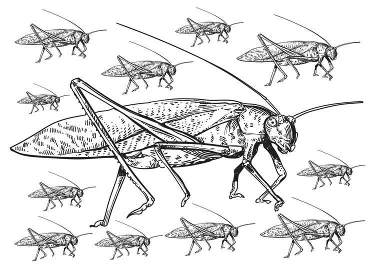 Vector gomphocerinae insecta dibujada a mano