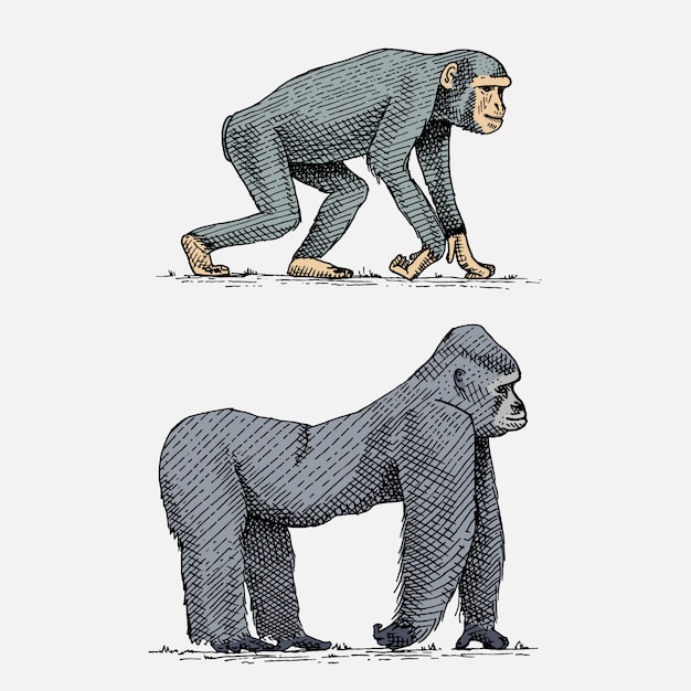 Vector gorila occidental o chimpancé de montaña dibujado a mano, animales salvajes grabados en estilo vintage o retro, zoología conjunto africano