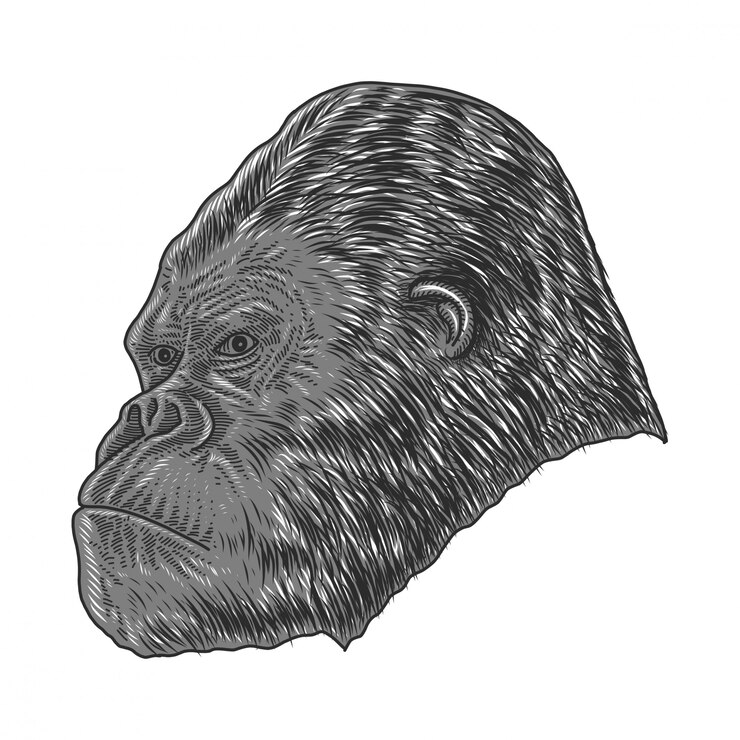 Vector gorila