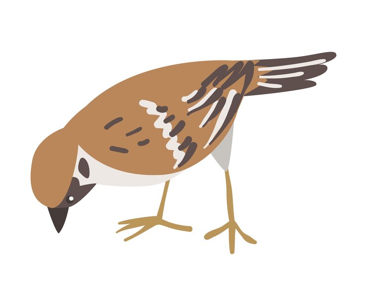 Vector el gorrión como un pequeño pájaro paseriforme marrón y gris con la cola corta. ilustración vectorial de pico